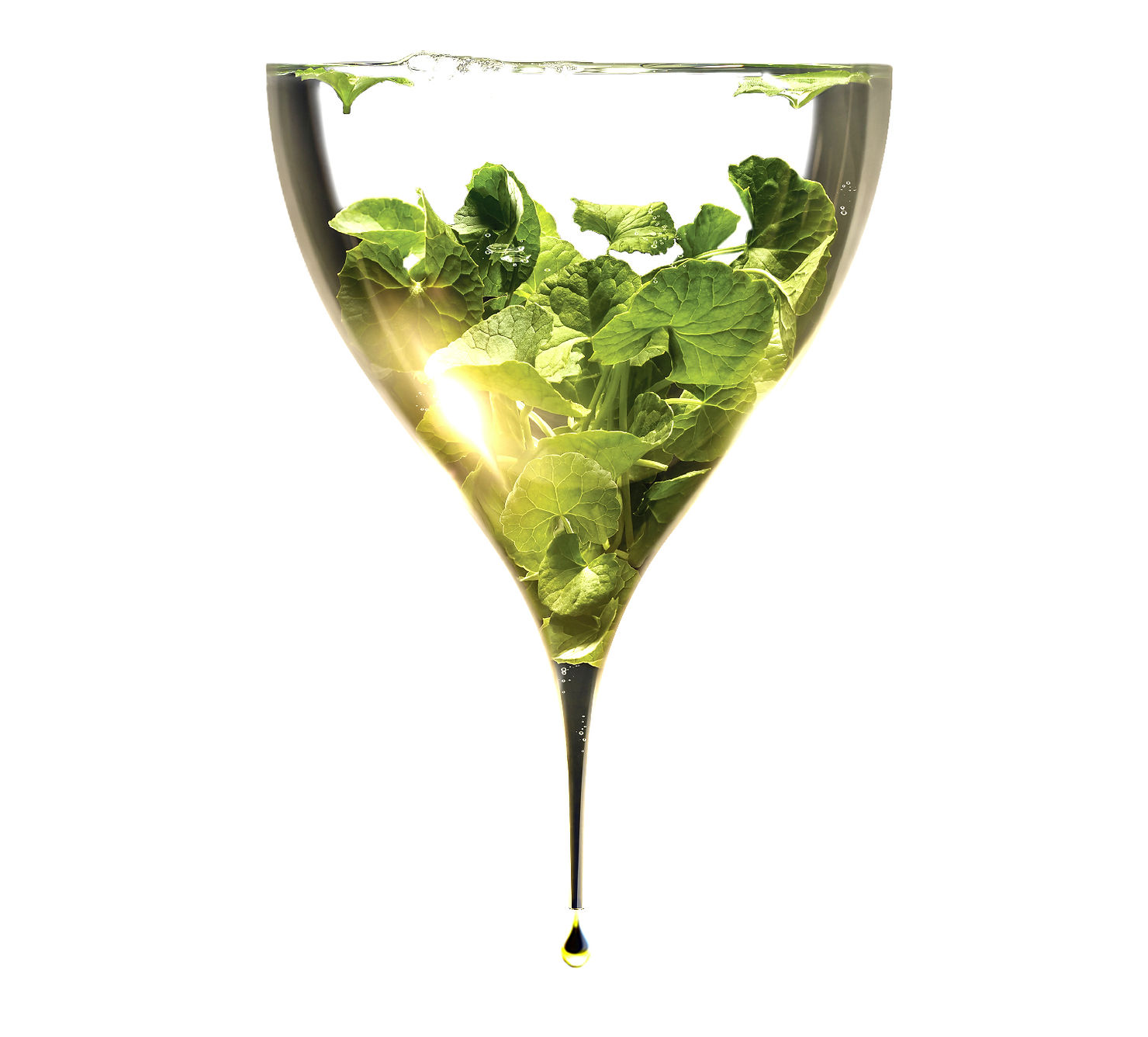TECA (Titrated Extract of Centella Asiatica)