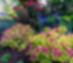 Spirea_edited.jpg