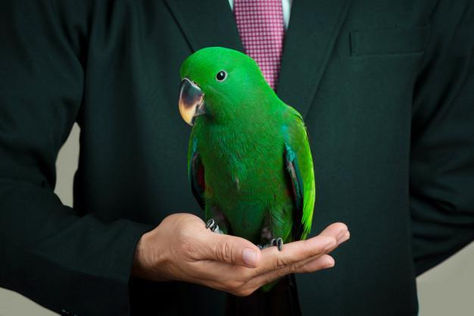 Stop Being a "Parrot Coach"
