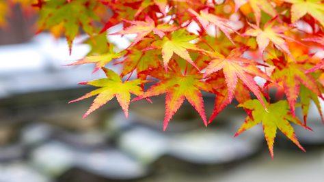 New Way of Guiding Large-Scale Organizational Change Series:
