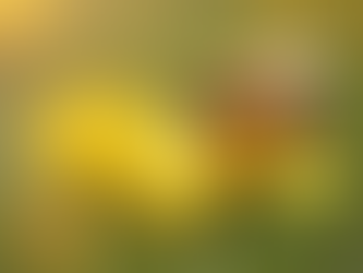 The Buzz Begins: How Spring Awakens Honey Bees for a Sweet Season