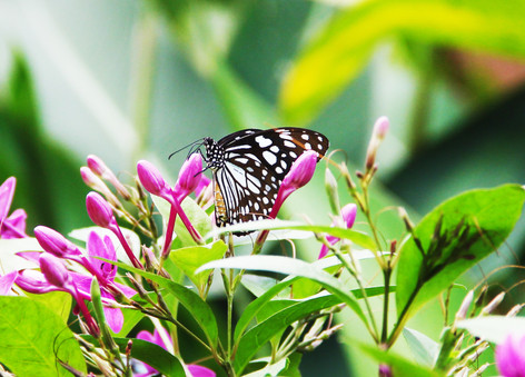 Chasing the butterflies