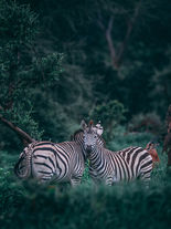 Parque Nacional Chobe, Botsuana