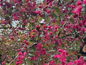 Monatsenergien für Mai 2025