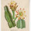 Thumbnail: Vintage Botanical Creams