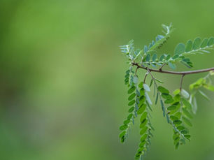 Daun Meniran Hijau: Herbal Alami untuk Menangkal Radikal Bebas