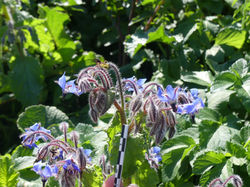 Bourrache officinale