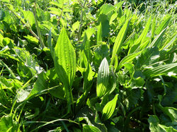 Plantain lancéolé