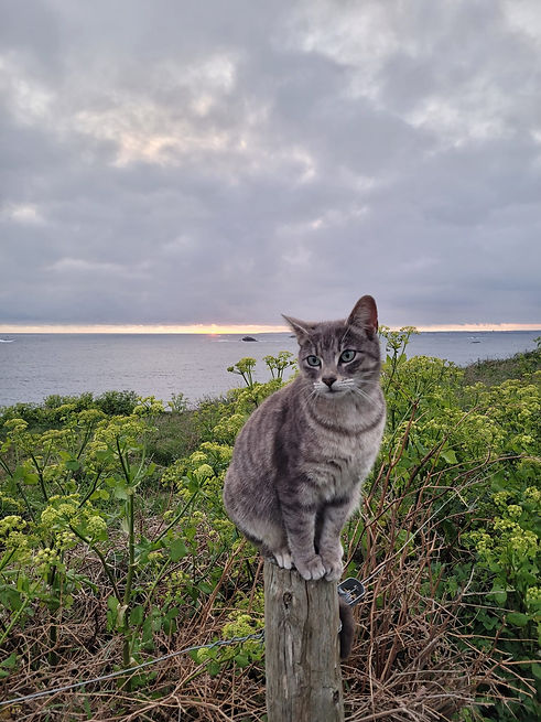 Chat de Molène au crépuscule