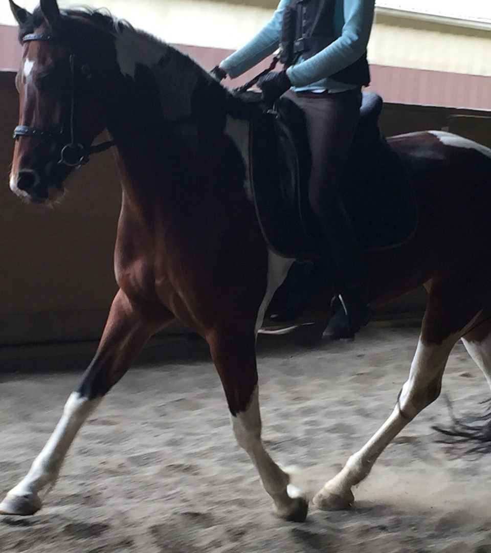 Pinto horse trotting