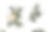 flowers-bottomleft.png