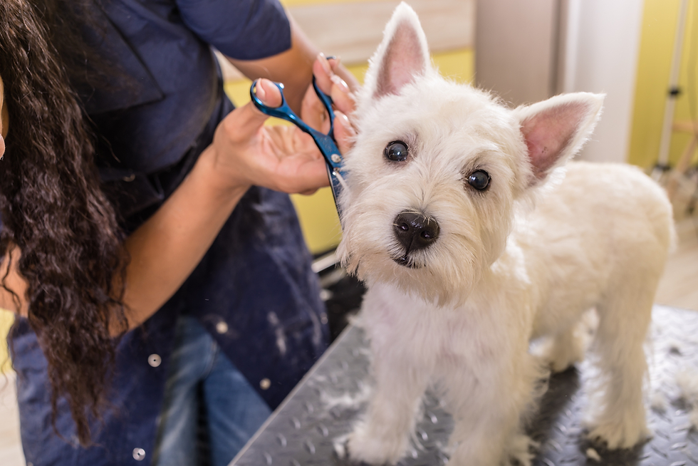 All Paws Industry has featured the International Grooming Society’s new Animal Welfare Guidelines for Grooming Events, supporting responsible standards across the global grooming industry.