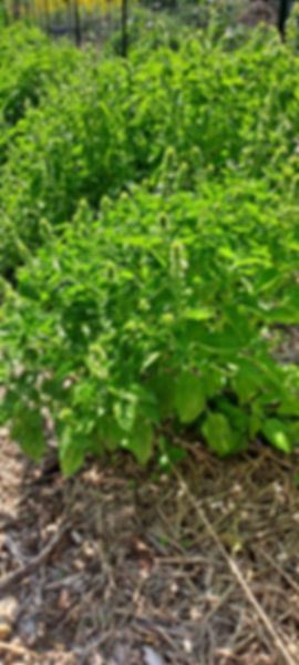 Basil (full grown, cut)