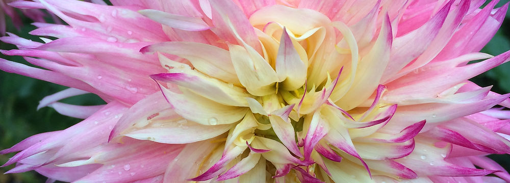A pink and white flower from Cylburn Arboretum.
