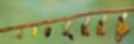 rupsnaarvlinder.jpeg