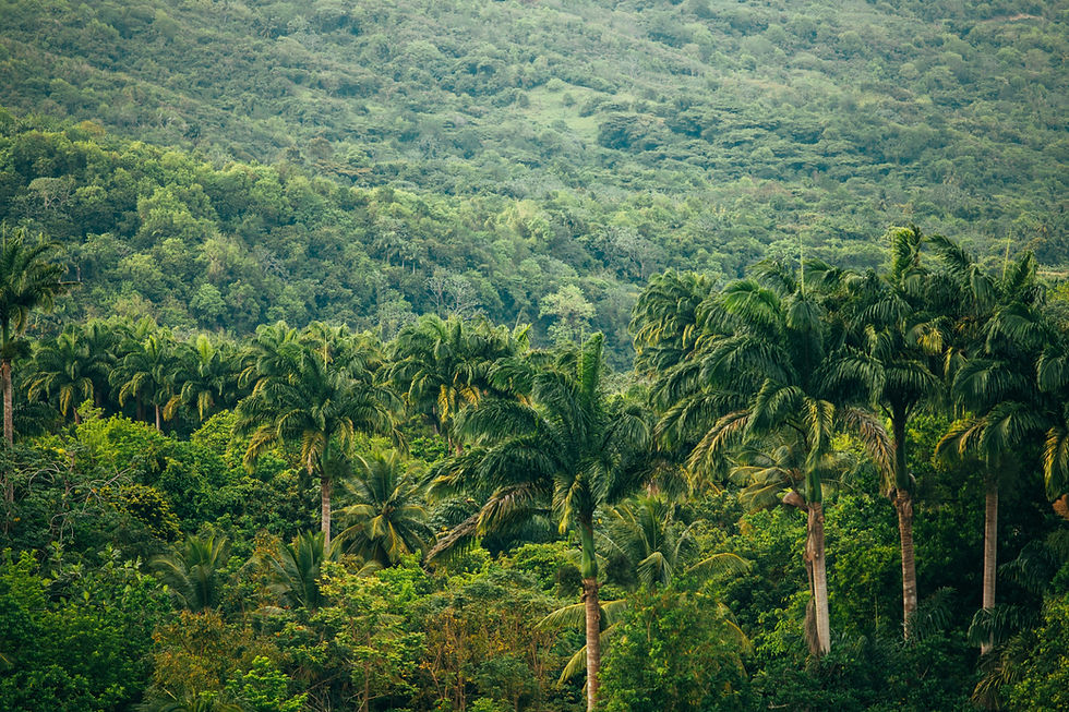 Waiting For Rain: What Super El Niño Means for the Amazon