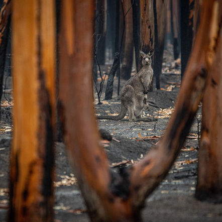 Hot But Not Bothered: Global Climate Shift Gets Chilly Reception Down Under