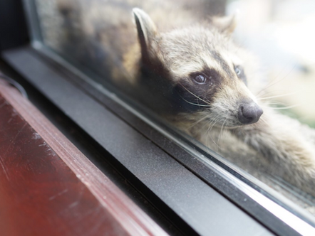 The Role of Emotions in World Politics - Part 2