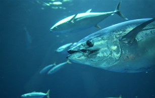 The Vessel Day Scheme: A Sinking Ship?