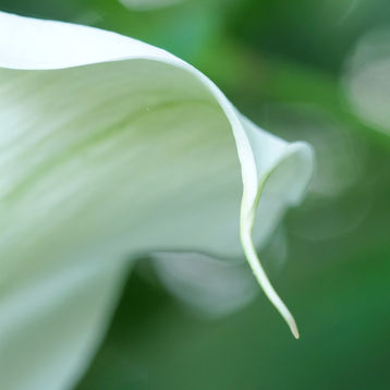 Close up image  of a Casa lily petal