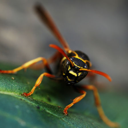 A close up image of the face of wasp