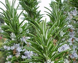 EOT Rosemary flower.jpg