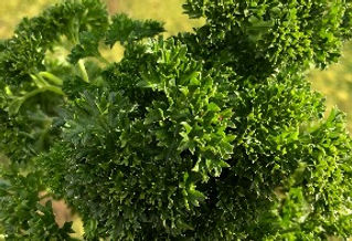 EOT Parsley triple curl2_edited.jpg