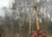 Tree Services