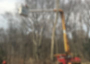 Tree Services