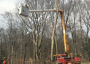 Tree Services