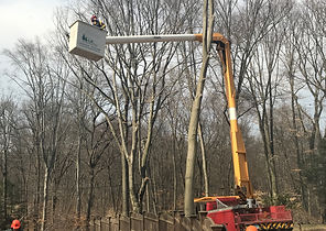 Tree Services