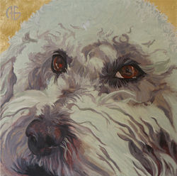 Gus, Bichon