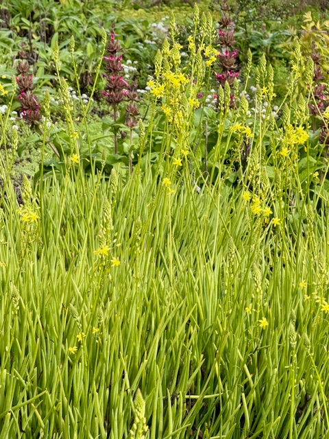 Bulbine in front of hummingbird sage