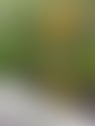 Garden Activities: March 31, 2026