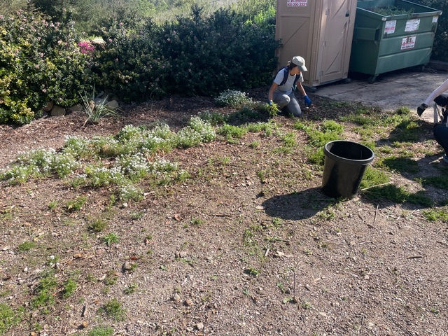 This is well after the before when mostly what were left were alyssum. Julia is shown helping out.