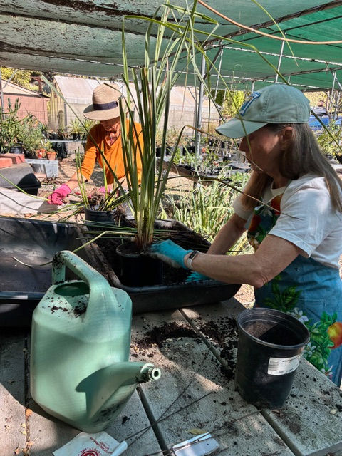 Daryl in the background and Janet potting up a sedge.