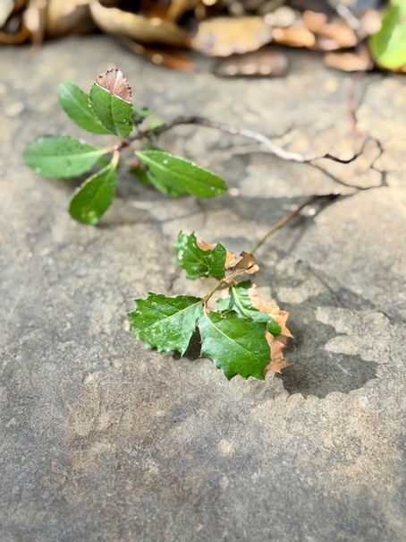 Garden Activities: October 7, 2025