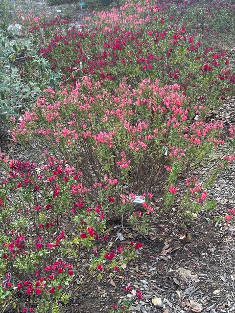 Several S. microphylia hybrids in the “new" salvia garden.
