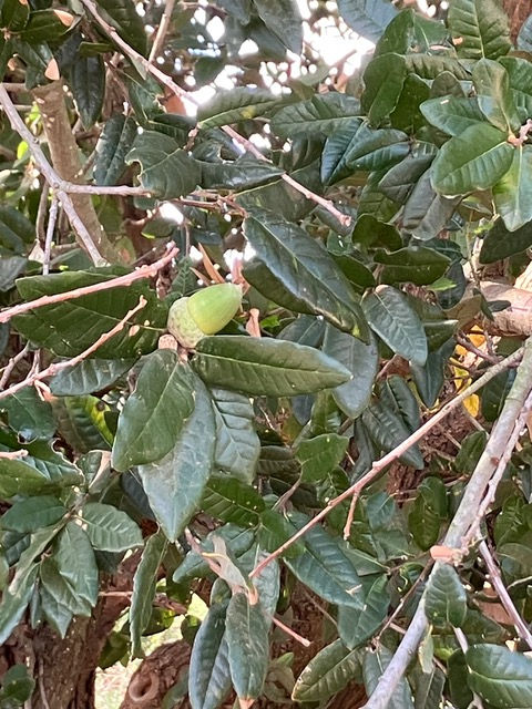Q. tomentella acorn.