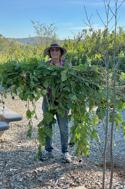 Daryl with a load of mustard headed for the green waste bin.
