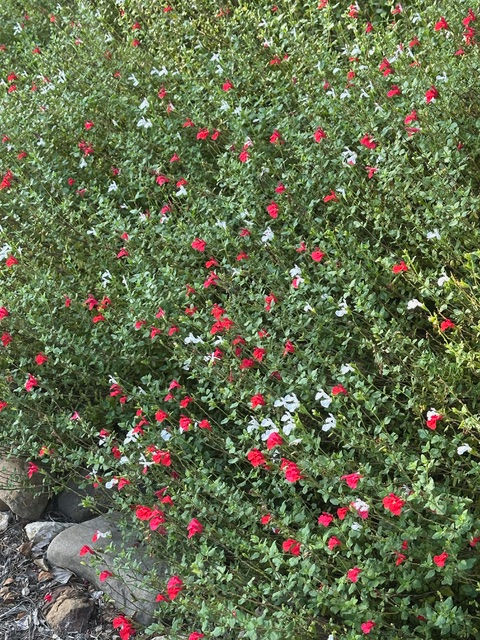 The common red and white variety in the corner on the right just at the beginning of the service road.