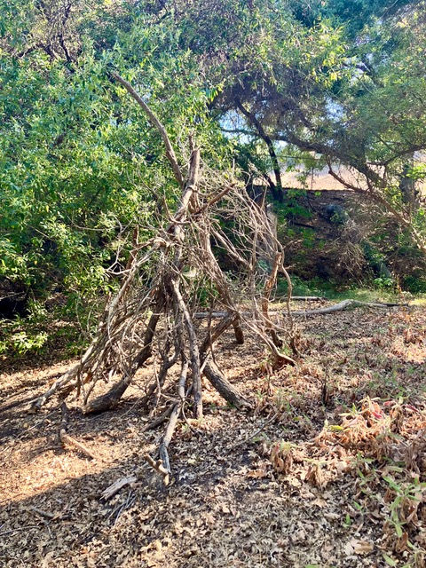Garden Activities: July 14, 2026