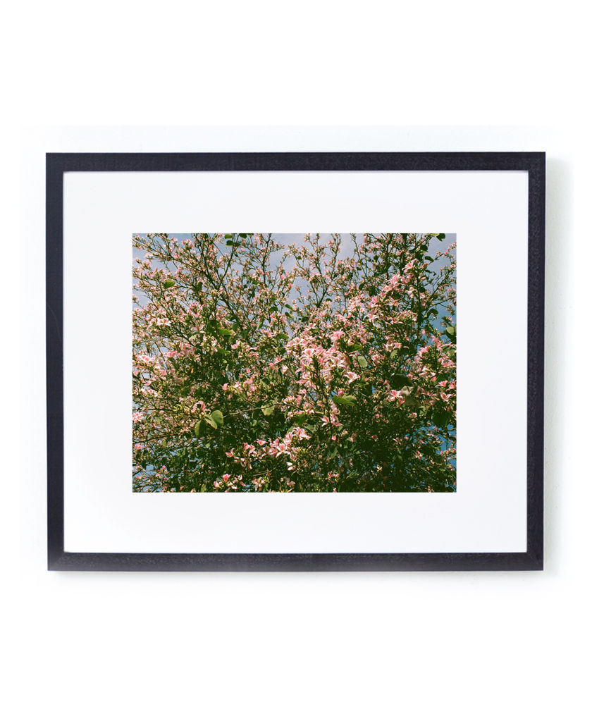 Thumbnail: Cherry Blossom, London, England