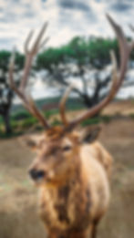 deer-sml
