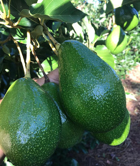 Avocado