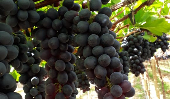 grapes-3jpeg