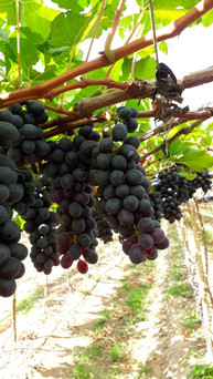 grapes-3jpeg