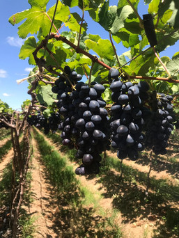 grapes-2jpeg