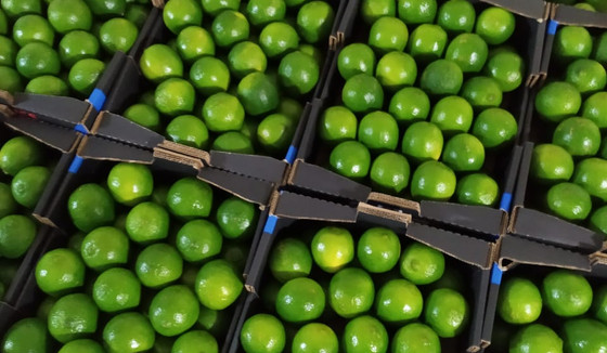 limes-5jpeg