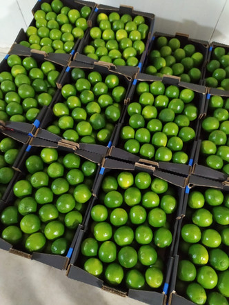 limes-5jpeg